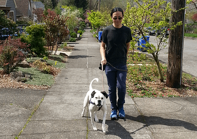 Stroll with Nob Hill's pup Malarkey