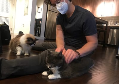 Kitty spa for domestic shorthair Isaac