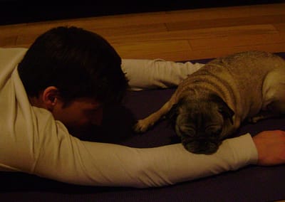 Yoga with Goose Hollow's Jade the pug